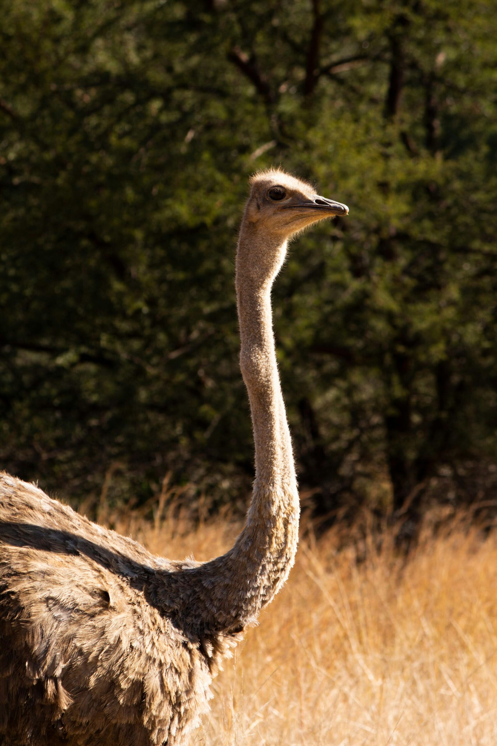 ashleigh zeederberg tn4ln9o5lck unsplash