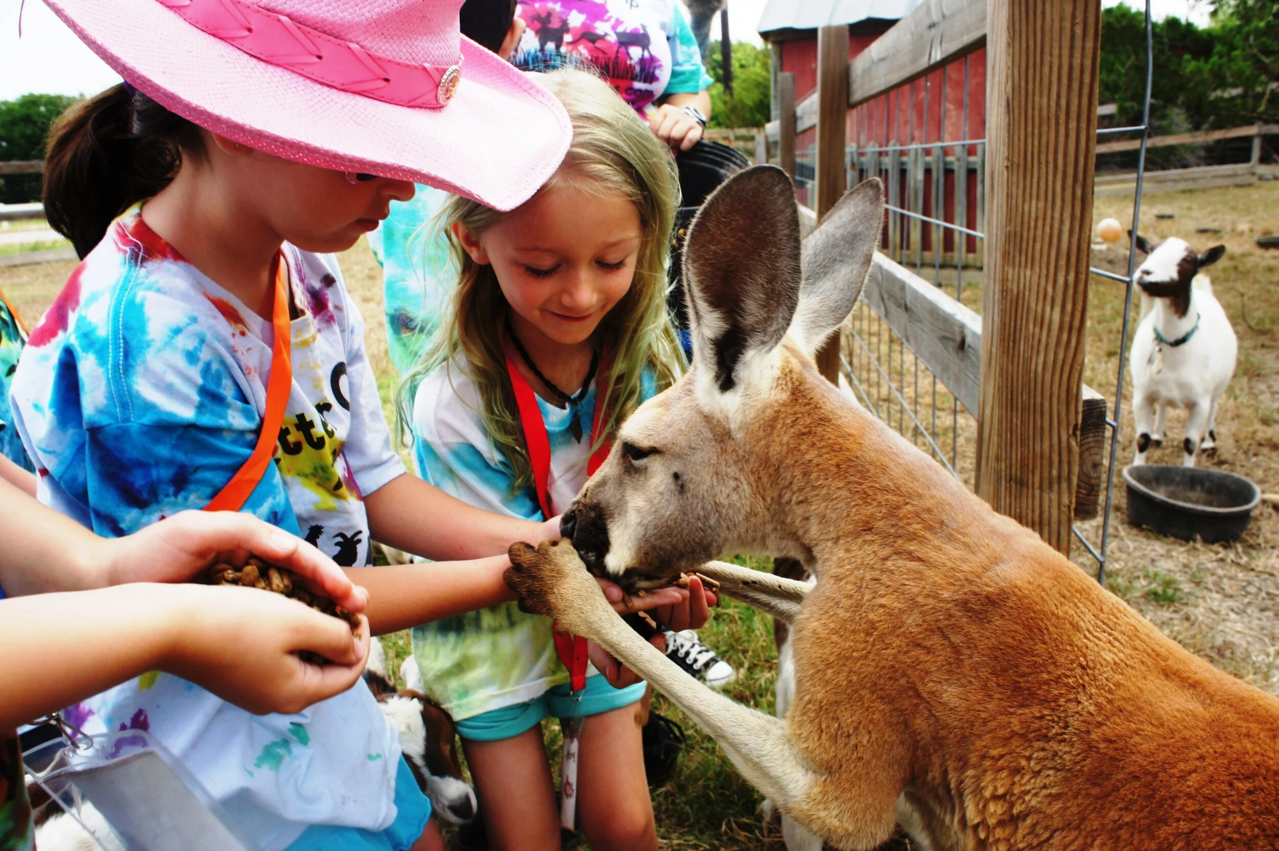 kangaroo+feed+party